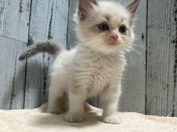 ラグドール【愛知県・男の子・2021年11月26日・ブルーポイントバイカラー】の写真「とっても可愛い男の子⭐︎」