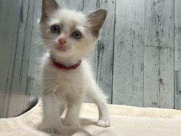 ラグドール【愛知県・女の子・2021年11月26日・ブルーポイントバイカラー】の写真「とっても可愛い女の子♡」