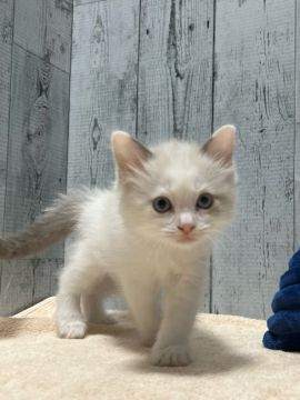 ラグドール【愛知県・女の子・2021年12月24日・ブルーポイントバイカラー】の写真「とっても可愛い女の子♡」