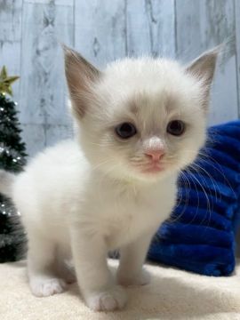 ラグドール【愛知県・男の子・2021年11月10日・ブルーポイントバイカラー】の写真「とっても可愛い男の子⭐︎」