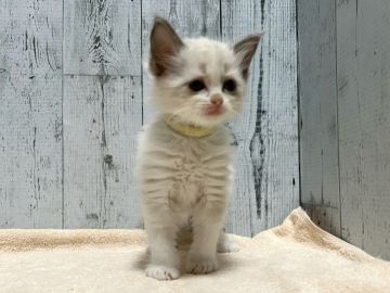 ラグドール【愛知県・男の子・2021年11月26日・ブルーポイントバイカラー】の写真「とっても可愛い男の子⭐︎」