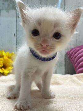 ラグドール【愛知県・男の子・2021年8月11日・ブルーポイントバイカラー】の写真「可愛い男の子♩」