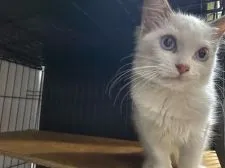 ラグドール【愛知県・男の子・2021年7月26日・ブルーポイントバイカラー】の写真2