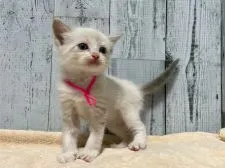 ラグドール【愛知県・男の子・2022年1月22日・ブルーポイントバイカラー】の写真2