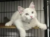 ラグドール【愛知県・男の子・2022年6月2日・ブルーポイントバイカラー】の写真2
