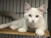 ラグドール【愛知県・男の子・2022年6月2日・ブルーポイントバイカラー】の写真5