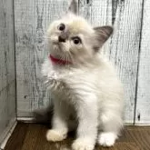 ラグドール【愛知県・女の子・2025年3月31日・ブルーポイント】の写真4