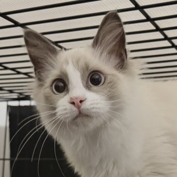 ラグドール【愛知県・女の子・2025年6月22日・ブルーポイントバイカラー（ふわふわ）】の写真「撫でると転がって甘えてくれる女の子♡」