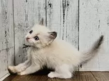 ラグドール【愛知県・男の子・2025年8月14日・ブルーポイントバイカラー】の写真13