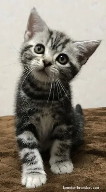 ID：2009-00417の子猫