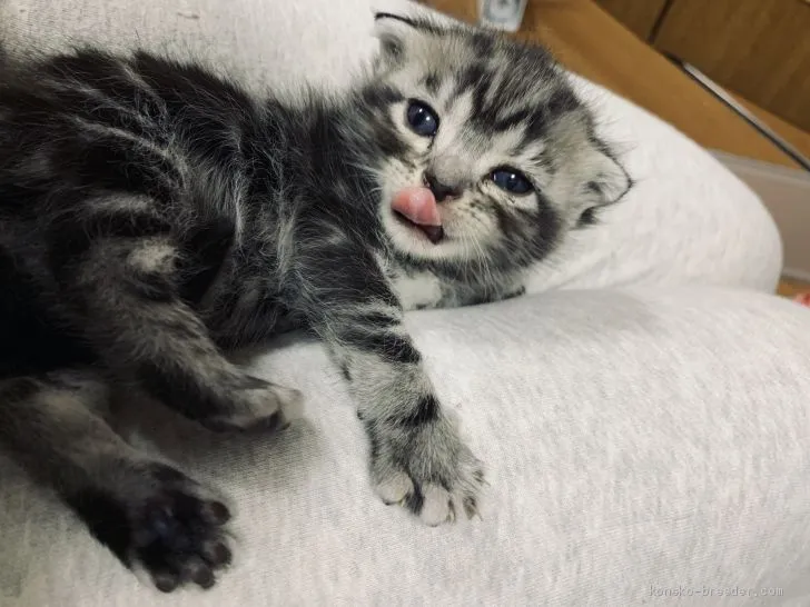 ID：2009-00416の子猫