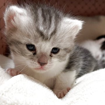 アメリカンショートヘア【京都府・女の子・2025年11月28日・シルバータビー&ホワイト】の写真「スクスク成長中〜💕」