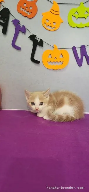 ID：2209-02326の子猫