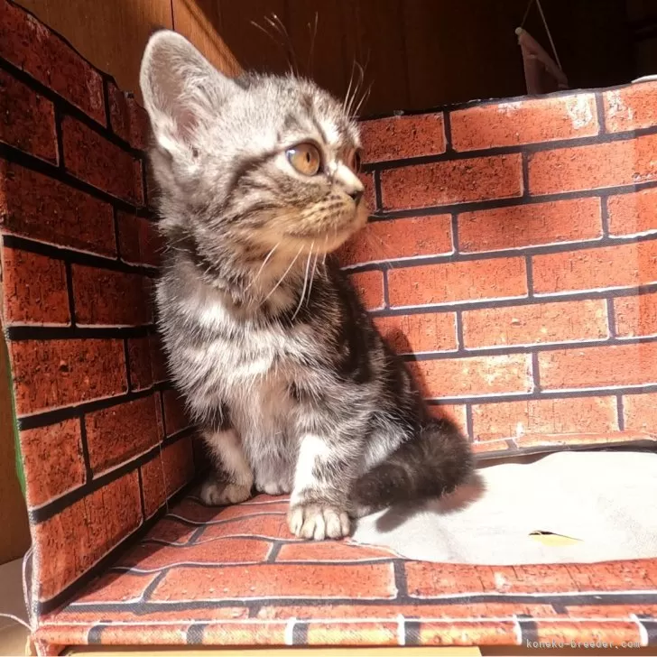 ID:2502-02238の子猫