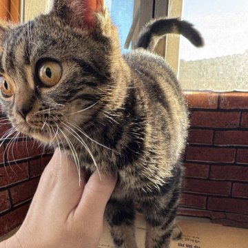 アメリカンショートヘア【茨城県・女の子・2025年6月5日・ブラウンタビー】の写真「ご飯大好き！モリモリ育ち盛り」