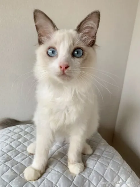 ID：2009-01904の子猫