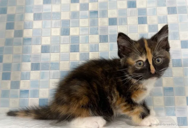 ID:2105-01971の子猫