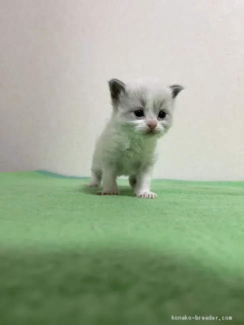 ID:2101-00938の子猫