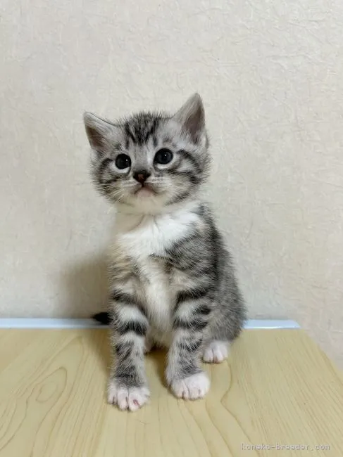 ID：2103-02021の子猫