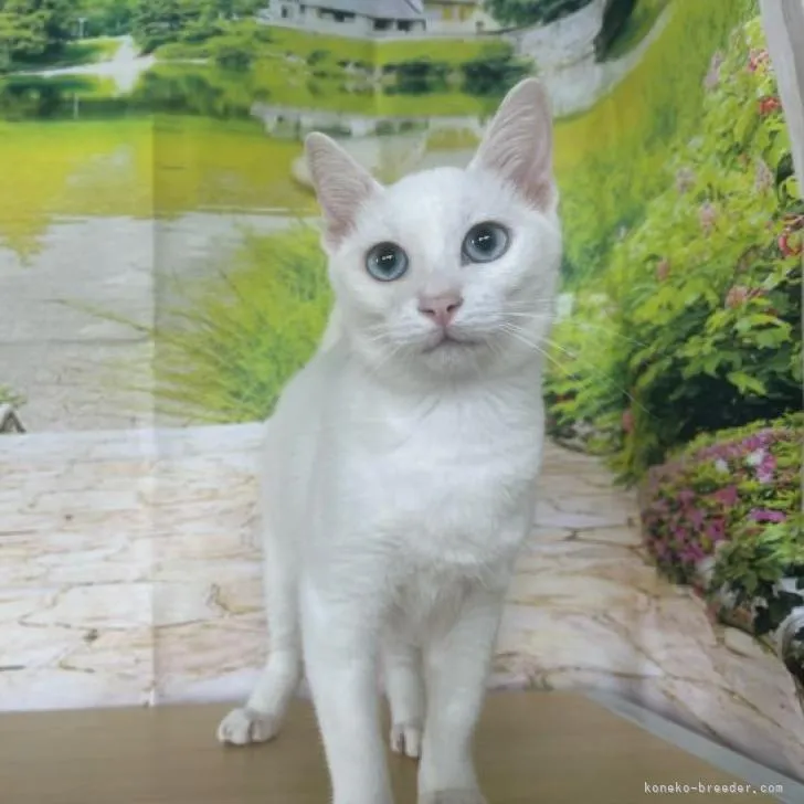 ID：2207-01363の子猫