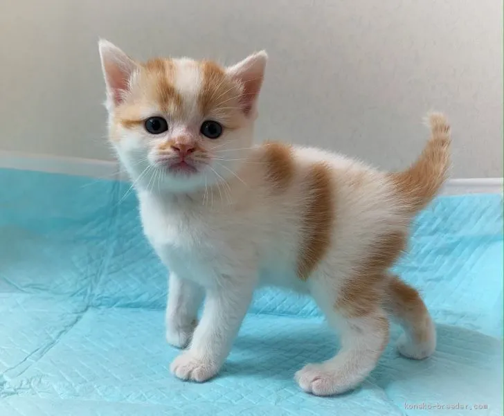 ID：2009-01907の子猫