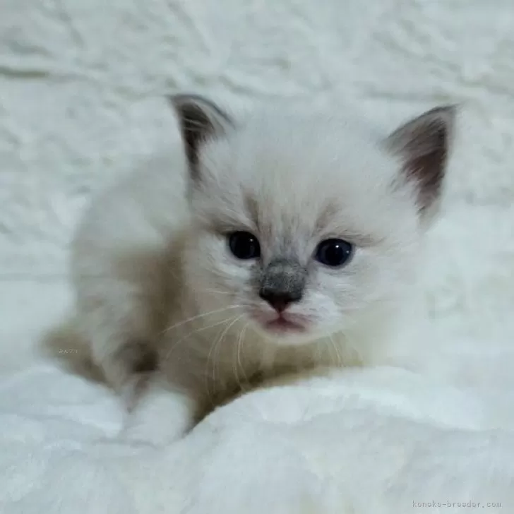 ID:2404-01693の子猫
