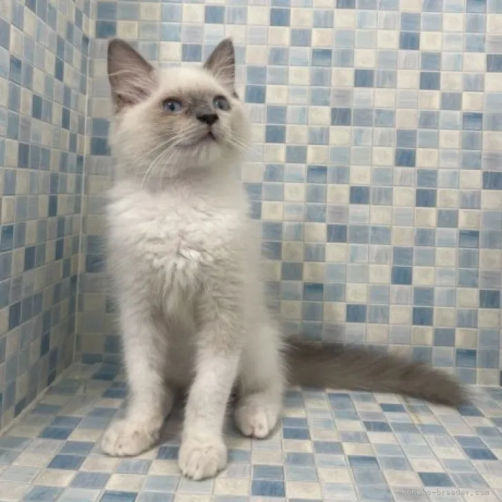 アオ 様のお迎えした子猫