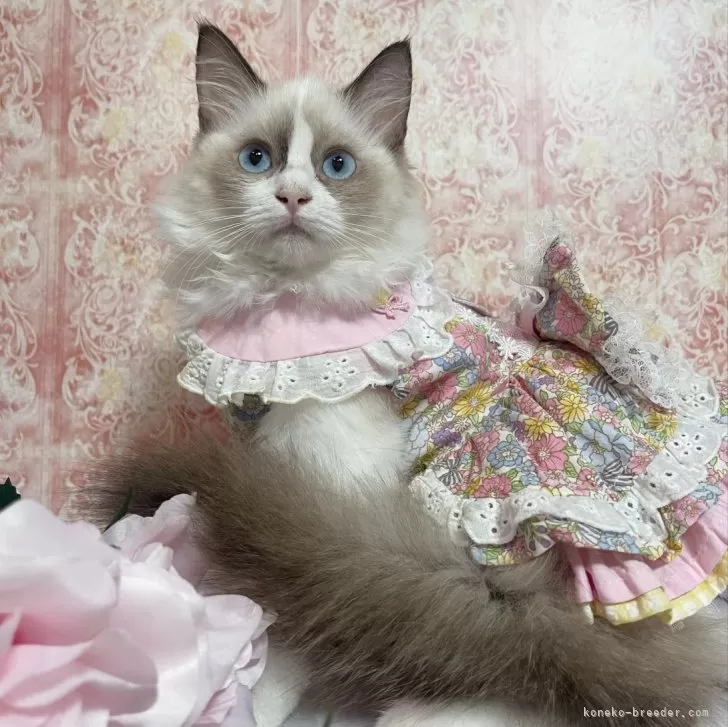 ID：2407-00976の子猫