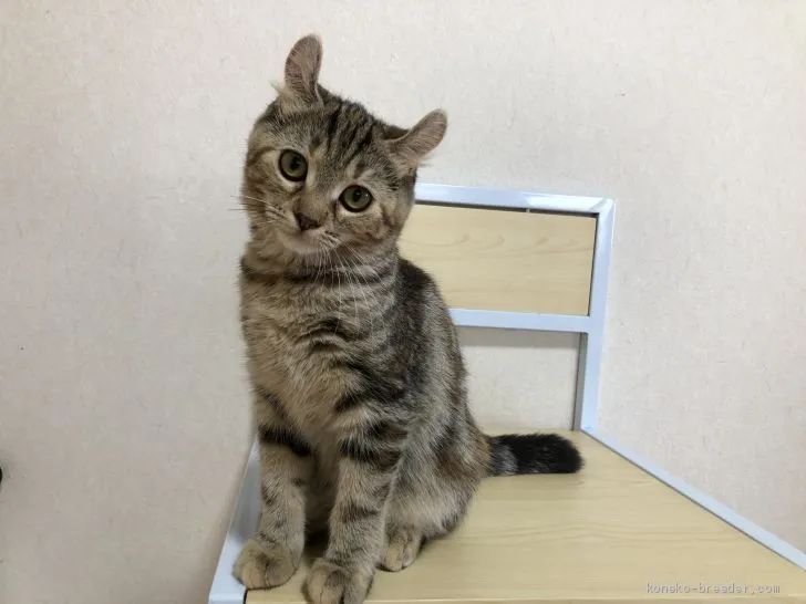 ID：2009-00284の子猫