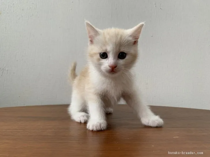 ID：2010-02188の子猫