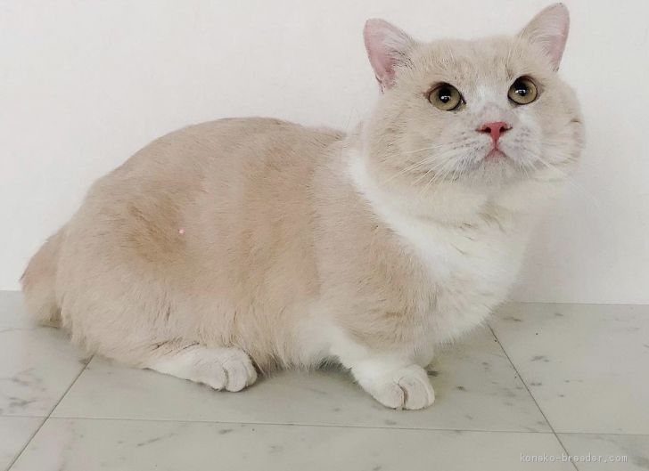 マンチカン【・男の子・2017年12月26日・クリーム&amp;ホワイト】