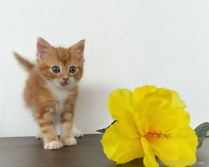 ID:2105-01975の子猫