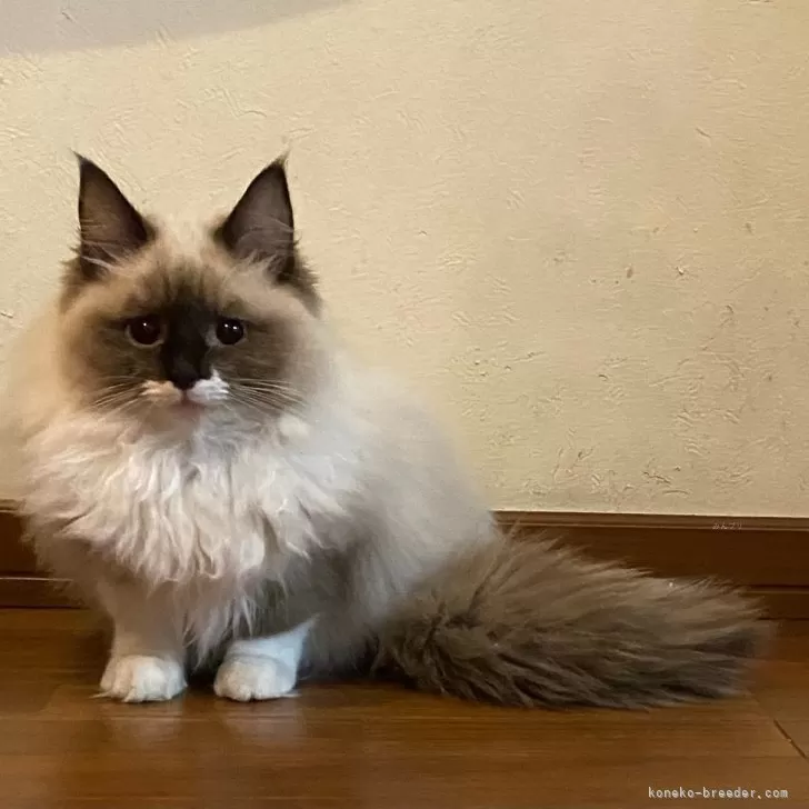 ID：2309-02554の子猫