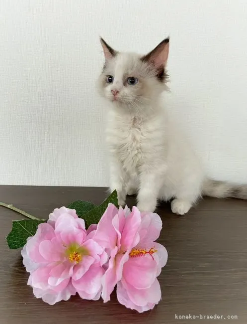 ID：2103-01921の子猫