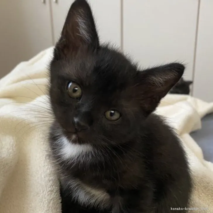 ID:2306-03767の子猫
