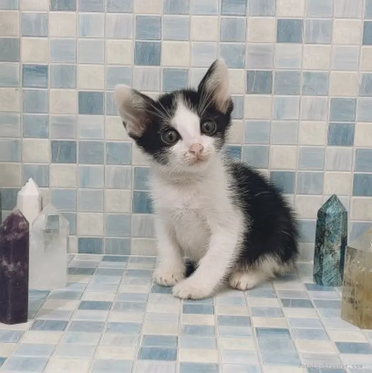 ID：2309-00592の子猫