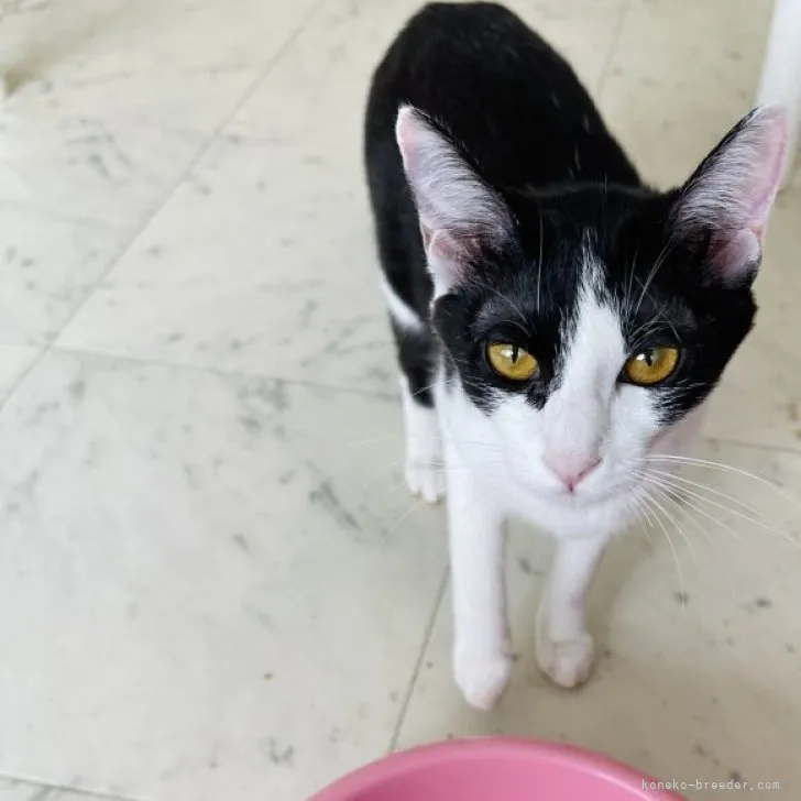 ID：2305-03458の子猫