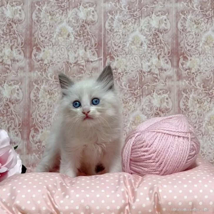 ID：2410-00667の子猫