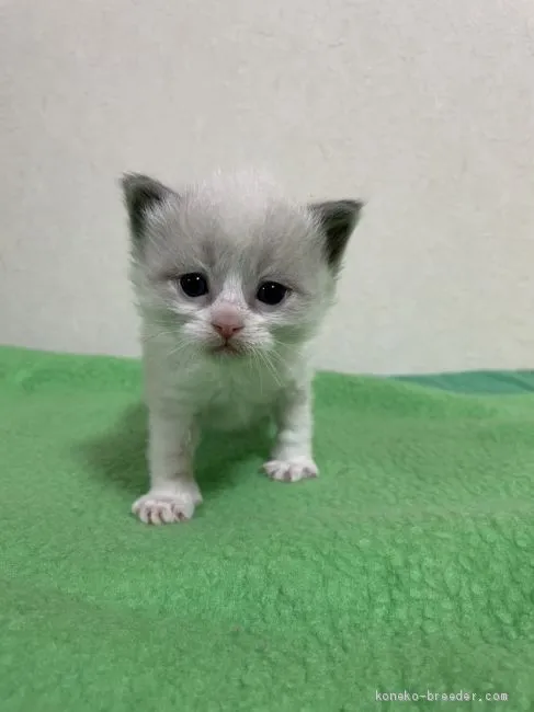 ID：2101-01148の子猫
