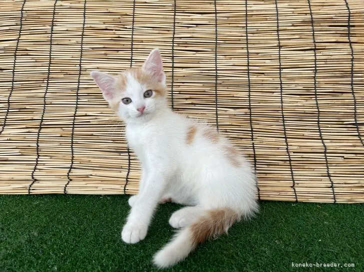 ID：2108-01663の子猫
