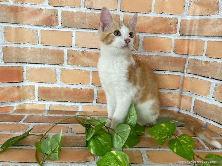ID:2109-01668の子猫