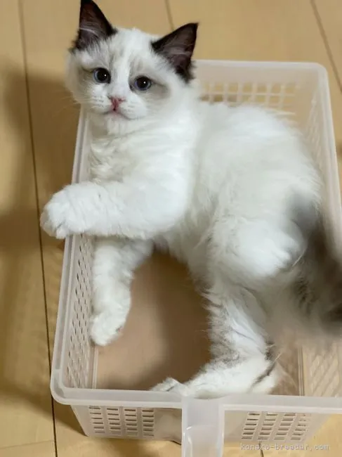 ID：2111-00829の子猫