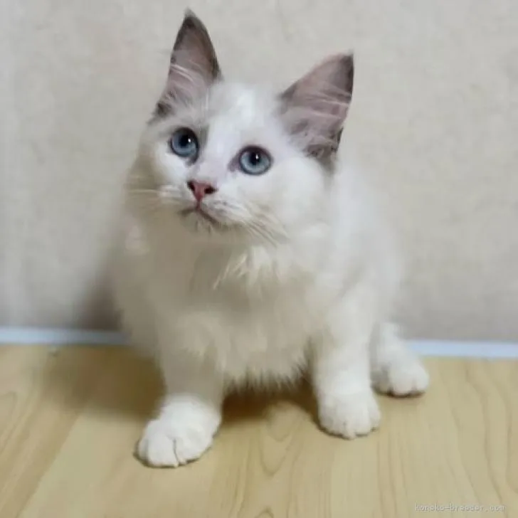 ID：2205-02964の子猫