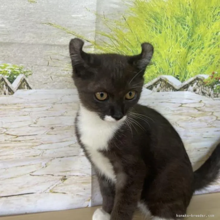 ID：2209-02422の子猫