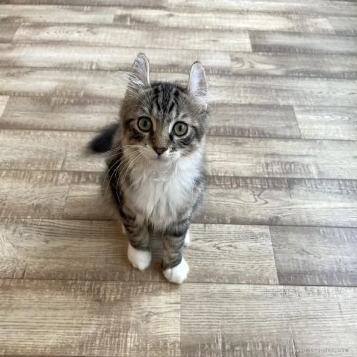 C.K 様のお迎えした子猫