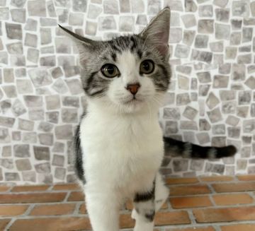 マンチカン(長足)【石川県・男の子・2021年6月17日・シルバータビー&ホワイト】の写真「綺麗な模様に艶々な毛(*´ω｀*)」