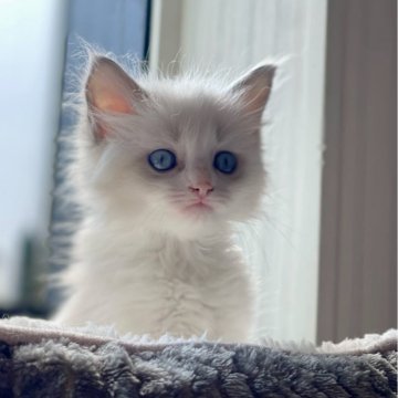 ラグドール【石川県・女の子・2024年4月27日・ブルーポイントバイカラー】の写真「美猫ちゃん(〃ω〃)」