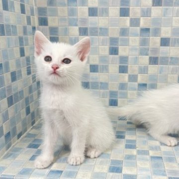 カオマニー【石川県・男の子・2023年7月15日・ホワイト】の写真「元気いっぱい(≧∀≦)ソリッドホワイト🤍」
