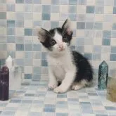 カオマニー【石川県・女の子・2023年7月17日・ブラック&ホワイト】の写真1「2023/9/6」