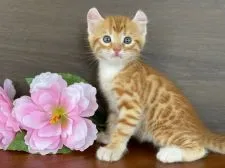 アメリカンカール×ベンガル【石川県・男の子・2021年7月3日・レッドスポテッドタビー】の写真1「2021.8.11」